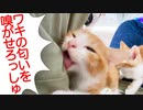 預かり子猫たち、愛情いっぱいなスメルと共に育つ