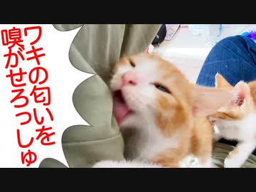 預かり子猫たち、愛情いっぱいなスメルと共に育つ