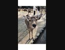 奈良公園の鹿□