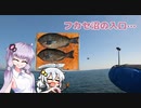【VOICEROIDフィッシング】フカセ沼の入口に立つ…【フカセ釣り】