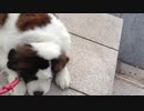 【デカわんこ】超大型犬セントバーナードとお散歩「休憩」