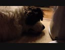 【大型犬のいる生活】居眠り「ぷくぷく・・・」