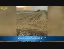 中国で小麦が不作