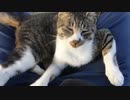 野良猫が膝の上に乗っかってきたwww