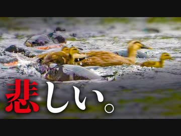0609C①【野鳥撮影で悲しい事】カモ親子が鯉大群にパニック。餌やりで遊ばれるヒナ。分断ヒナはどうなった？　#野生動物　#餌やり　#身近な生き物語