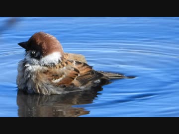 水たまりのスズメが可愛い
