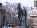 22年前のビデオカメラ（miniDV）で撮影してみたPart2＠笠松競馬場【2023年3月9日】
