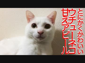 珍妙ウチューネコ、かわいい顔で甘えアピールする