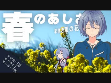 はや咲き菜の花、春のあしおと～吾妻山公園の早咲き菜の花畑～ [すずきとゆづきと知らない景色]