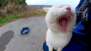 草むらに隠れていた白猫ちゃんがモフられに出てきて膝の上に乗ってきた