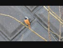 コンデジ野鳥　雨の日のジョウビタキ