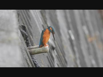 さえずるカワセミ