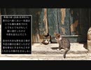 〓†〓 青春の影【NNI】