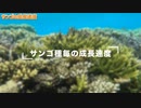 【サンゴの成長速度】1年間で●cm？沖縄でよく見るサンゴ達を比較