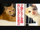 子猫たちと病の老猫、輝く命と色褪せゆく命の交差点