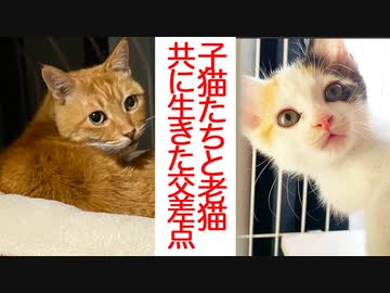 子猫たちと病の老猫、輝く命と色褪せゆく命の交差点