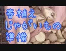 春植えジャガイモの準備
