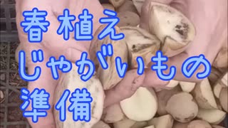 春植えジャガイモの準備