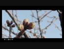 春に一番近い街｜よー汰【歌ってみた】