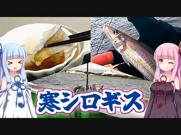 【釣りのあとには♪】大漁！東京湾の寒シロギス