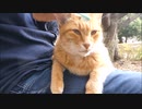 野良猫が膝の上に乗っかってきて全然どいてくれない。