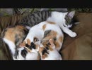ベタベタしてくる野良猫についていったら子猫天国に辿り着いた