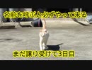 2023・猫の名前はしろNO2