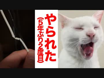 優等生次男坊猫、盛大にやらかす