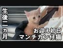 可愛すぎるマンチカンの子猫家族に迎えました！