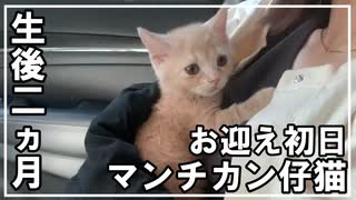 可愛すぎるマンチカンの子猫家族に迎えました！