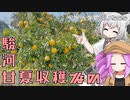 2023年3月11日　農作業日誌P565　暑い日差しの中で駿河甘夏の収穫とチッパー作業している出稼ぎ先　VOICEVOX