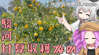 2023年3月11日　農作業日誌P565　暑い日差しの中で駿河甘夏の収穫とチッパー作業している出稼ぎ先　VOICEVOX