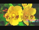 【オリジナル曲】オトギリソウ