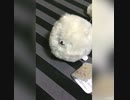 ふるえるワンちゃん　ブルブル！ポメラニアン　【クレーンゲーム景品】　Shaking Pomeranian　【claw machine】