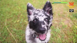 動物の友達が教えてくれる本日のライフハック　野生のひな鳥に出会ったら