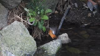 鳥が虫を素早く捕食