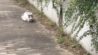 【のら猫】何かを狙う野良ネコ