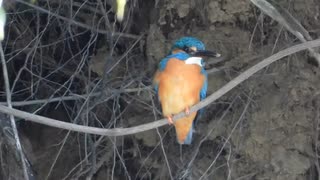 カワセミ　巣穴掘りで嘴に土がついている