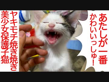 美少女保護子猫、ヤキモチ焼いてひっくり返る