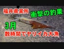 【ヤリイカ大漁】3月に4人で福井県○○半島に行ったらヤリイカ大漁に釣れました！海釣り動画