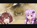 【LINEモンファー】結月ゆかりは育成したい03
