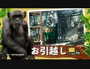 福岡市動物園にチンパンジー『キンコ』３３歳メス、山口の徳山動物園からお引っ越し