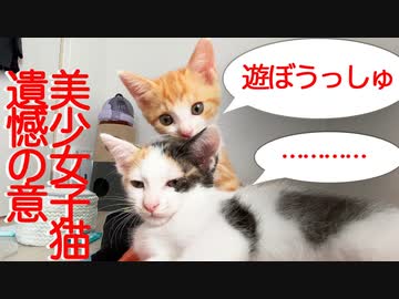 美少女保護子猫、揺れる子猫心でめっちゃスネる