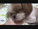 【アル】うちの毛玉【祝9歳】