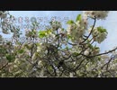 【口笛】はなまる◎アンダンテ/Pastel*Palettes【演奏してみた】