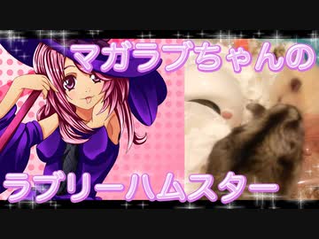 マガラブのハムスターの日常17