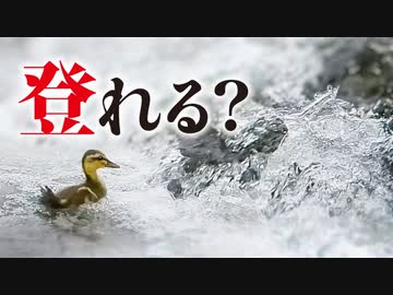 0609C④【ヒナ1羽だけのカルガモ親子】段差を登り。引っ越した親子が久々登場。餌やり再び悲しい　#カモ親子　#雛鳥 　#身近な生き物語