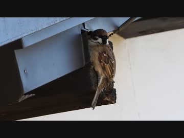 スズメがすごい場所に□