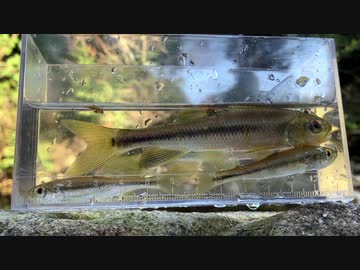 初春の小川でハヤ釣り【延べ竿釣行記】