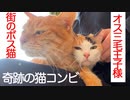 オス三毛猫と住宅街のボス猫、奇跡の猫コンビとなる
